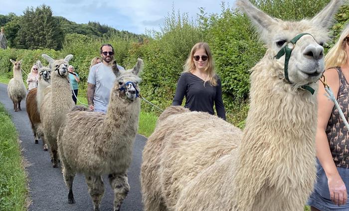 Walking with llamas